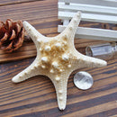 10pcs Natural Starfish Sea Star shell Aquarium Landscape Making DIY Craft Decor