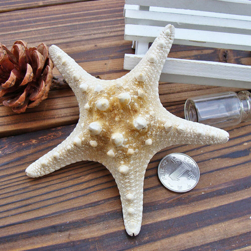 10pcs Natural Starfish Sea Star shell Aquarium Landscape Making DIY Craft Decor