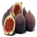 30pcs Fig Tree Seeds Greek Honey Fig Amazing Variety Exotic Delicious Fr  R^i