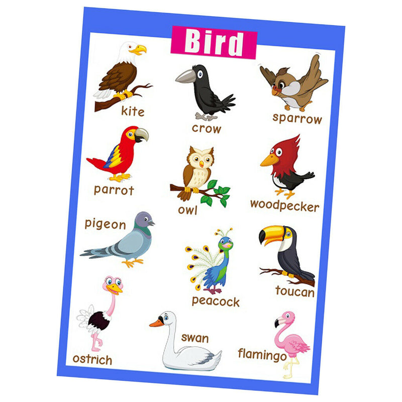 Birds~Kids Fun Early Learning Educational Preschool Poster Charts