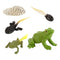Plastic Life Cycle of Frog Ant Playset Cognitive Biology Toys Themed Party