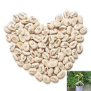 Magic Message Beans Seeds, Fun Novelty Gift, Grow Your Own Word 100pcs LJ