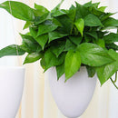 2x Hanging Plastic Self - Watering Flower Pot Succulent Pot With Chain Hook