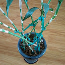 Heavy Duty Plant Ribbon Garden Green Vinyl Stake, Vinyl Tape for Training and