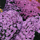 100X ground-cover chrysanthemum seeds perennial daisy flower seeds mix color LJ