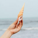 Conch Shell Natural Sea Snail Home Ornaments Fish Tank Decor Funny