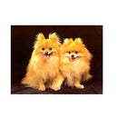 DIY 5D Diamond Painting Kit Dog Embroidery Cross Crafts Stitch Home Decor