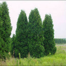 100x Arborvitae Siberian Carpet Cypress Arborvitae Garden, Tree Everg Z2A9 V5R6
