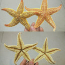 2Pcs Natural Dried Starfish Sea Star Beach Craft Wedding Party Home Decor Deluxe