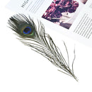 10Pcs 25cm Natural Peacock Tail Feathers Costume Party Wedding DIY Fashion Craft