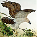 Animal 5D DIY Full Round Drill Diamond Painting Art Cross Stitch (A603)