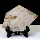 Fish Fossil Real From Western Liaoning China 150 Million Years Ago Lycopter O7C4