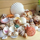 100g Fish Tank Beach Nautical DIY Mixed Sea Shells For Aquarium Craft Decor Intr