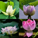 40 XLOTUS FLOWER LOTUS SEEDS AQUATIC PLANTS Lotus Water Lily Seeds