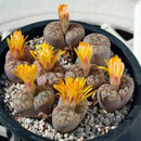 200Pc Succulent Cactus Mixed Lithops Flower Seeds Living Stones Flower Seed X8J6