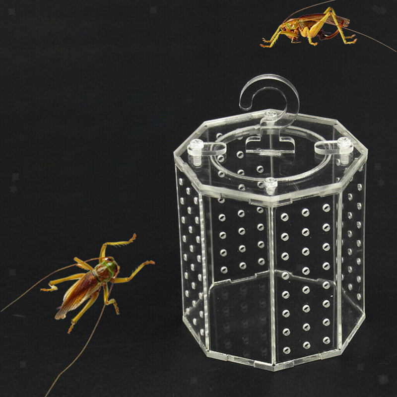 Acrylic Observe Insects Cage Grasshoppers Crickets Cage Insect Supplies