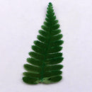 20pcs Handmade Pressed Dried Flowers Plant Leaves for DIY Phone Case Crafts