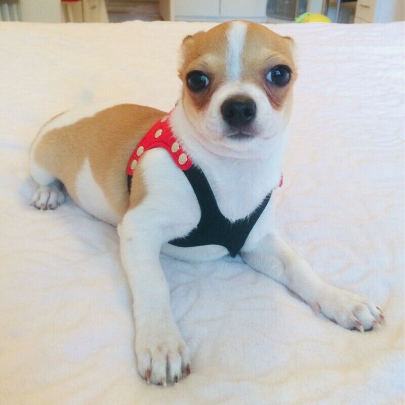 Soft Suede Leather Small Pet Dog Harness for Puppies Chihuahua Yorkie Teddy M9O6