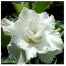 50 pcs Adenium Obesum Seeds Desert Rose Perennial Flower Garden Bonsai Plant SP