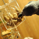 Parrot Bird Cage Feeder Hang Foraging Toys Pet Treat Hunt Macaw Cockatoo Budgie~