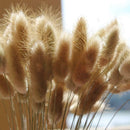 Dried Flowers Bouquet Rabbit Tail Grass Real Flower Weddings Home Decors New 60pcs