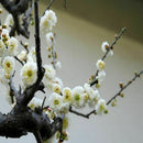 10pcs seedsHITE PRUNUS ( PRUNUS MUME )Bonsai SeedsDecor: X0D7