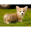 5D Diamond Painting Full Drill Puppy DIY Cross Stitch Pictures (WB031) A