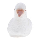 Magic Simulation Pigeons Prank Toys Novelty Tricks for Beginners Kids 4 5 6 7 8