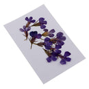 20 x Pressed Dried Daisy & Lobelia Flower Embellishments Card Making Crafts