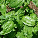 Basil seeds ocimum basilicum seeds vegetable fragrant for planting MedicinalULJ