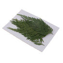 12Pcs Dried Flower Fern Leaves Plant Herbarium DIY Arts Crafts Scrapbooking