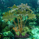 Artificial Fern Weed Water Grass Fish Tank Plant Viewing for Aquarium Decor