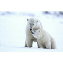 5D DIY Full Drill Diamond Painting Polar Bear Embroidery Mosaic Kit (WX182)
