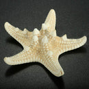 5pcs/lots crafts white bread sea shell starfish, fashion home decorative ha