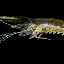 3Pcs Soft Shrimp Lures Glow In Dark Baits Fishing Lures Catch Hooks Sea Bass