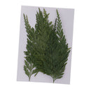 12Pcs Dried Flower Fern Leaves Plant Herbarium DIY Arts Crafts Scrapbooking