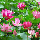 10PCS Water Lotus Flower Plant Bowl Pond Bonsai Seeds for Home Garden  OZ