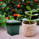10 Pieces Eco-friendly Snail Cage House Catcher Trap Gintrap - 10x11cm /