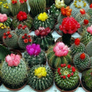 100pcs Cactus mix (A mixture of varieties) indoor Flower Home E3D6 S K2D9 G M6C2