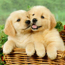 Dog Cat DIY 5D Diamond Painting Full Drill Embroidery Cross Stitch Home Decor