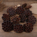 10pcs Natural Dried Lotus flowers decor flower arrangement Photoprop Photograph-