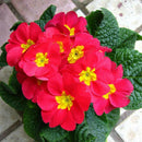 50pcs Primrose Seeds Garden Decor Flower fragrant DIY Home Garden hardy Plant SP