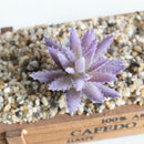 Lifelike Artificial Succulent Home Office DIY Unpotted Faux Foliage Plant
