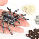Realistic Plastic Spider Growth 4 Stages Lifelike Life Cycle Kids Education Toys
