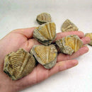 100%-Natural Trilobite Tail Fossil Ancient fossils teaching New Coll specim X8F2