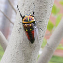 4Pieces Realistic Insect Animal Pot Hanger Fridge Magnet Garden Decor Cicada