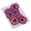 22 Pieces Real Pressed Daisy Flower Natural Dried Flowers Dried Pansy Flowers