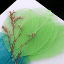 10 Pieces Mixed Pressed Dried Real Magnolia Skeleton Leaves for Scrapbooking