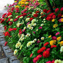 200Pcs Beautiful Mixed Color Zinnia Flower Plant Seeds Garden Bonsai Seeds LJ
