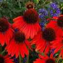 250x RED RUBY ECHINACEA / CONE-FLOWER FLOWER SEEDS / LONG LASTING PERENNIAL